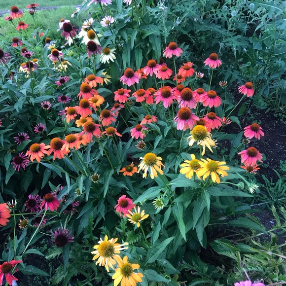 Meet your Posh Ambassador, Michelle!! - Picture 8 of 11